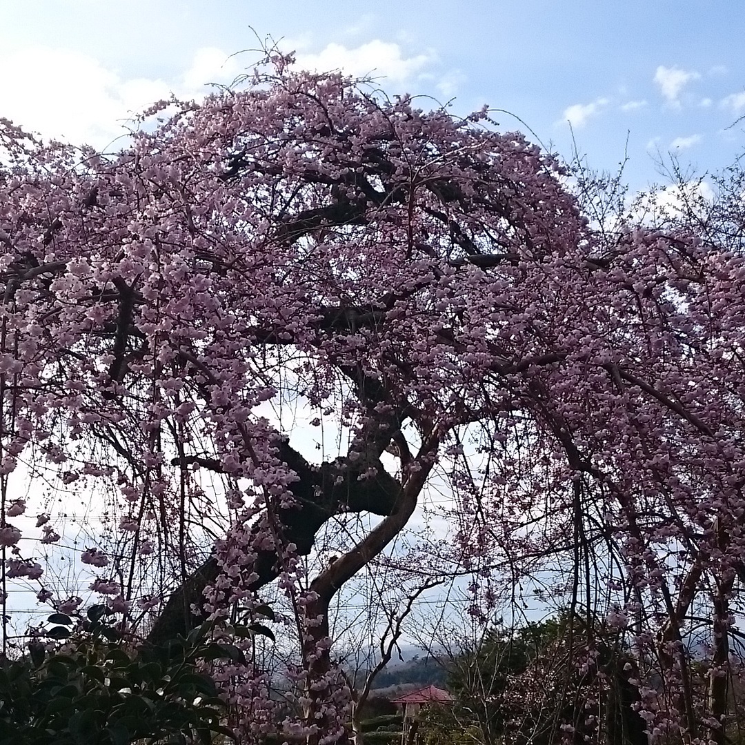 桜のささやき 桜のささやき