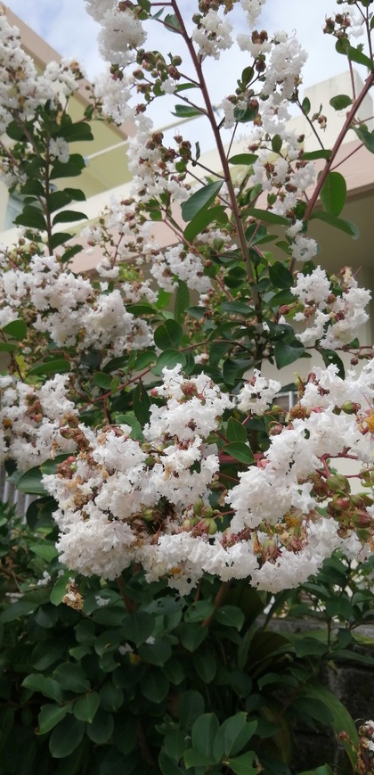 ★週末のウォーキング時に見かけた花々 ★週末のウォーキング時に見かけた花々