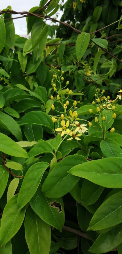 ★週末のウォーキング時に見かけた花々 ★週末のウォーキング時に見かけた花々