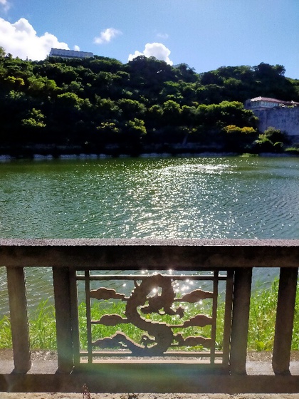 ★金城ダムで見かけた白い鳥は、近づくと逃げた ★金城ダムで見かけた白い鳥は、近づくと逃げた