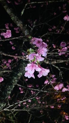 桜祭ヽ(*´∀｀*)ノ