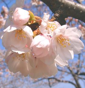 足元で咲く桜★