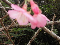 桜　さくら　サクラ
