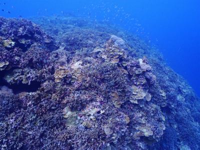 11/21 大浦湾の実力。。。