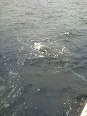 2012沖縄鯨日記