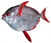 マンボウごはん・・・ 2012/04/12 01:55:02