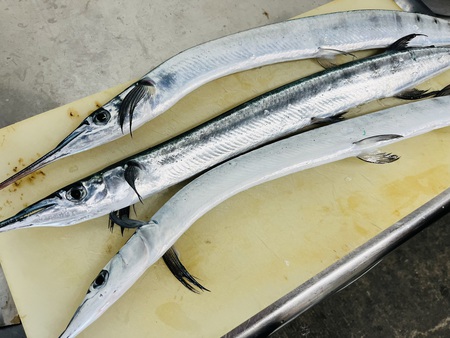 県産お魚プレート提供開始! 県産お魚プレート提供開始!