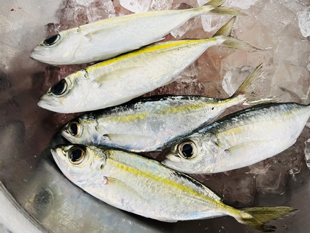 県産お魚プレート提供開始! 県産お魚プレート提供開始!