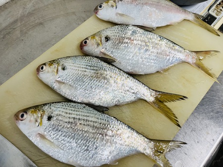 県産お魚プレート提供開始! 県産お魚プレート提供開始!