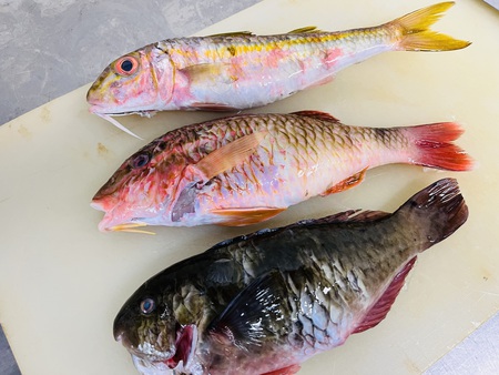 県産お魚プレート提供開始! 県産お魚プレート提供開始!