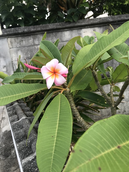 夏休み始まりました! 夏休み始まりました!