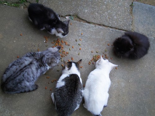 ５匹の子猫