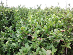 よこよこのひとりごと・・・沖縄の茶畑へGO