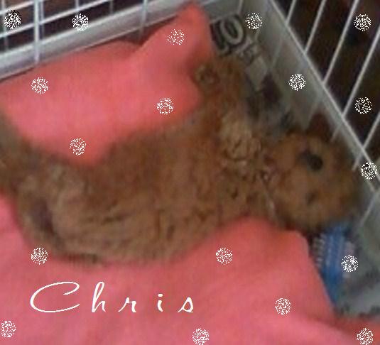 お友達の「クリス」くん 日々成長♪