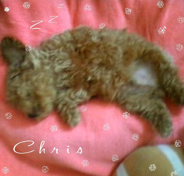 お友達の「クリス」くん 日々成長♪