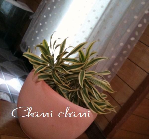 欲しかった♪観葉植物頂きました♪