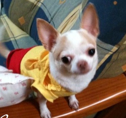 ミニーちゃん、美容にいいおやつ♪