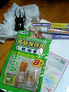 標本∞カブトムシ