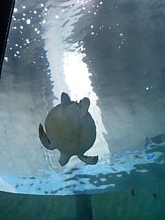 ∞美ら海水族館∞