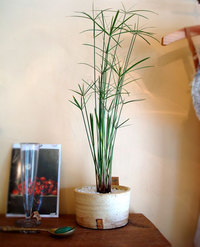 マーシーの植木鉢の新作です!