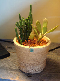 マーシーの植木鉢の新作です!