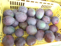 落ちました(涙) 落ちました(涙)