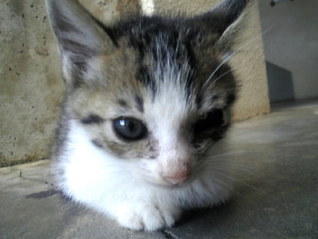 子猫