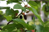 庭先桑の実-いただきました。 2008/04/24 18:47:03