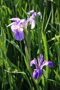 MuraSaki 2008/04/28 21:14:11