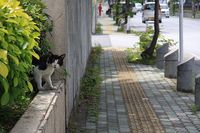 ねこ。 2008/04/29 17:32:57