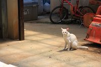 にゃんこに見られました。 2008/05/07 08:41:32