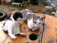 店番猫