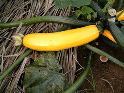 自給野菜