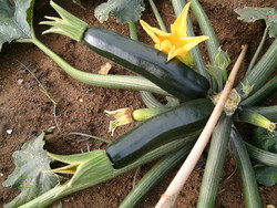 自給野菜