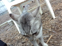 キビ刈り開始^^