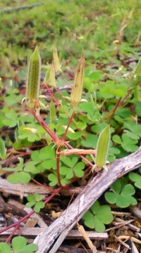 自給野菜