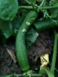 野菜畑