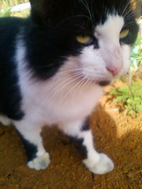 オス猫は・・・