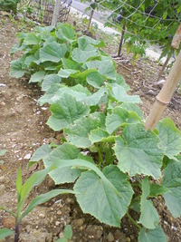2010年6月15日のMy farm