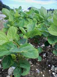 野菜 野菜 野菜