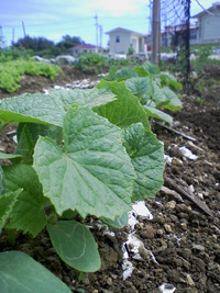 野菜 野菜 野菜