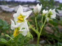 2010年6月15日のMy farm