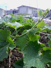 野菜 野菜 野菜