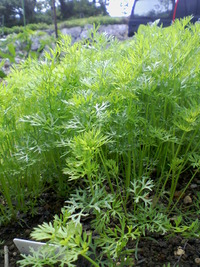 野菜 野菜 野菜