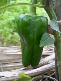2010年6月15日のMy farm