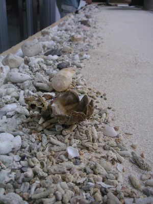 貝の渚、教室に現れる！