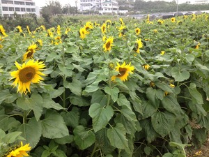 ひまわりIN北中城