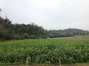 ひまわりIN北中城