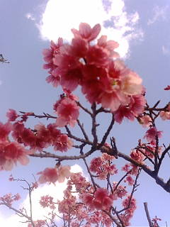 桜咲く~~!