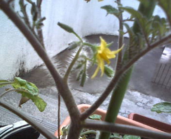 花が咲いてる!